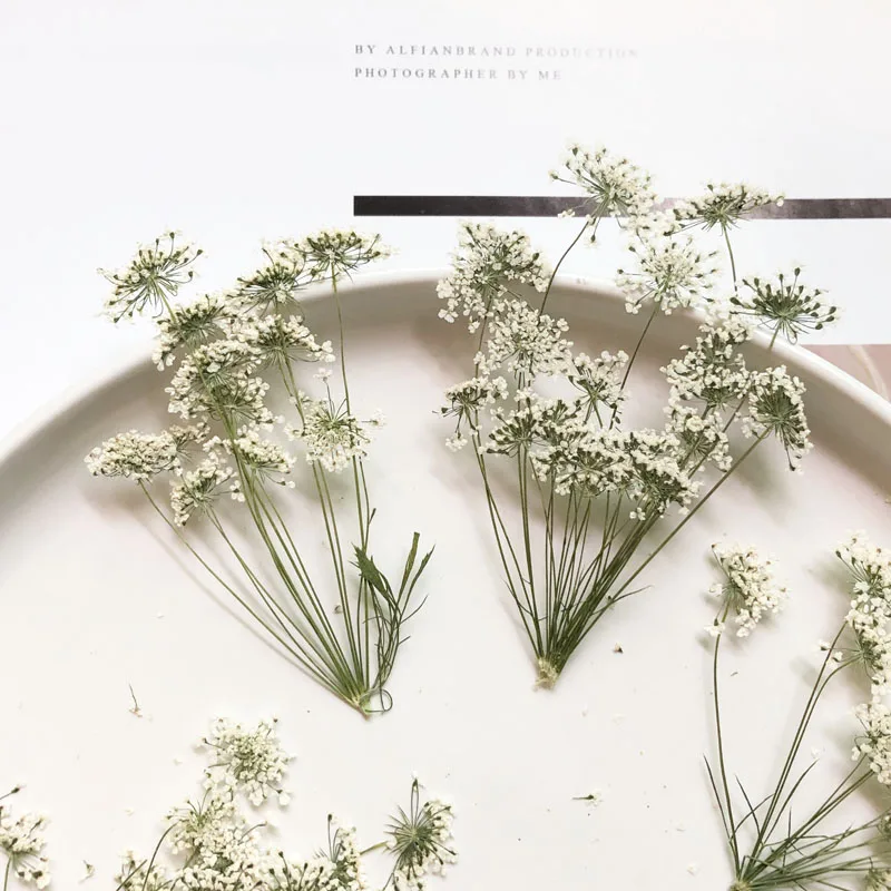Baby Breath Dried - 5-7cm/12pcs,Snow Tiny Flowers with Branch,dried Flowers