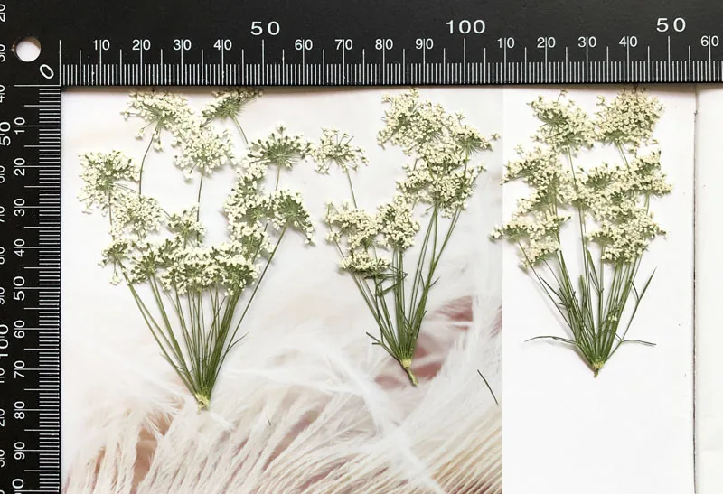 5-7cm/12pcs,Snow Tiny Flowers  - Baby Breath Dried recension och pris